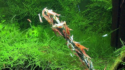 GlasGarten Shrimp Lollies - Moringa Power Shrimp Food