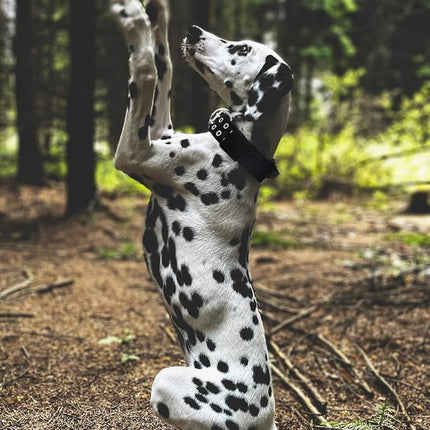 Dog Collar for Large Dogs - 2 in Black Collars with Handle for Extra Large Breed Dogs, Heavy Duty K9 Nylon Pet Tactical Collar XL, Best Choice for Pitbull Doberman Rottweiler 17"-22"