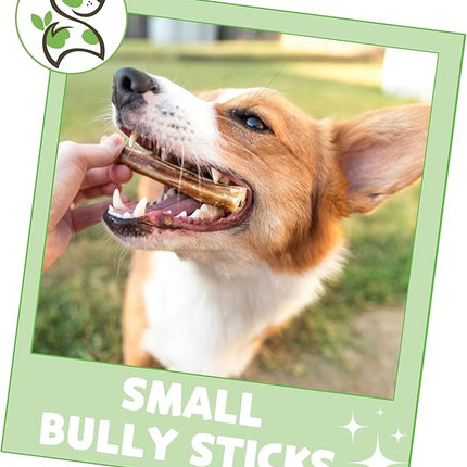 Nature Gnaws Small Bully Sticks for Dogs 5-6" (25 Count) - Long Lasting for Light Chewers and Puppies - Natural Thin Beef Dog Chew Bones - Rawhide Free