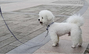 Roses&Poetry Dog Collar with Colourful Checkered Patterns, Adjustable Durable Puppy Collars for Small Medium Large Dogs (Black & White-S)