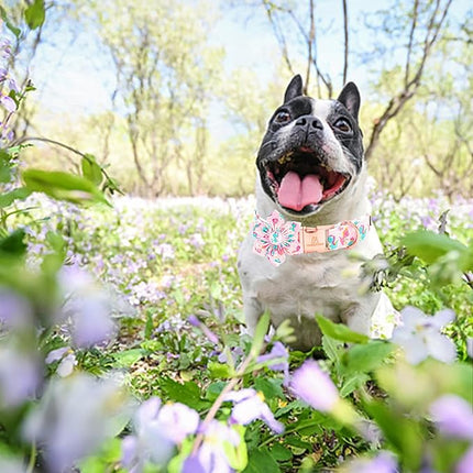 Lionheart glory Dog Collar with Flower Dinosaurs Print Collars for Small Dogs, Spring Summer Cute Duty Adjustable Dog Flowers Collar Puppy Collars Bows Pet Gift