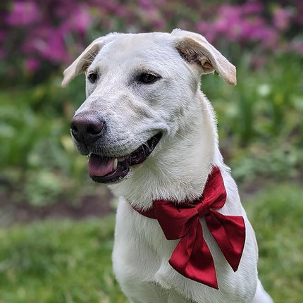 Lionet Paws Bowtie Dog Collar - Comfortable Silk Dog Collar with Detachable Bow Tie for Small Dogs, Neck 10-16 Inches