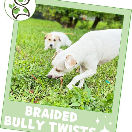 Nature Gnaws Braided Bully Twists for Dogs 5-6" (10 Count) - Long Lasting for Small and Medium Dogs - Natural Beef Dog Chew Bones