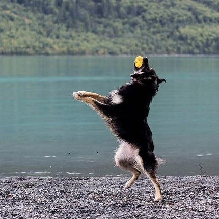 Jalousie 2.4 in Small Latex Dog Squeaky Toys - Soft Rubber Puppy Chew Toy, Animal Ball for Fetch Play - Small Medium Pets (Animal 5 Pack - Small)