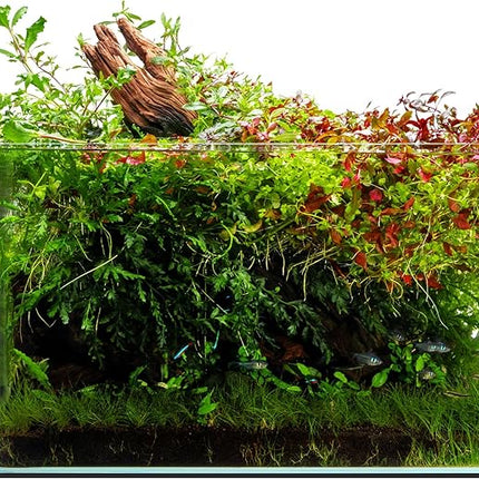 UNS Ultra Clear Rimless Tank - 20.5GAL | 77.7L - 23.62x14.17x14.17 | 60x36x36 CM, 6mm Glass Thickness, Leveling Mat Included - Low Iron, High Clarity Fish Tank w/ 45° Mitered Edge - [60U]