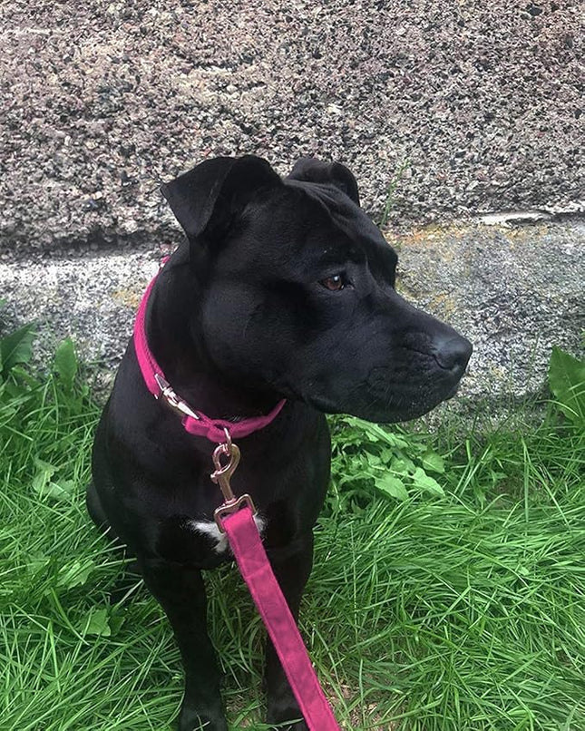 ARING PET Velvet Dog Collar and Leash Set, Soft Dog Collar and Leash, Adjustable Collars for Dogs