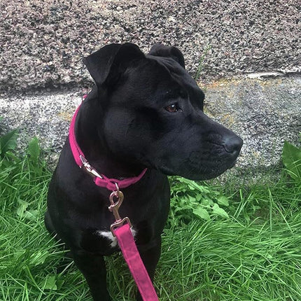 ARING PET Velvet Dog Collar and Leash Set, Soft Dog Collar and Leash, Adjustable Collars for Dogs