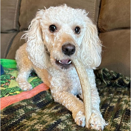 Antler Man Premium Deer Antler Pieces - Dog Chews - Sold by The Pound