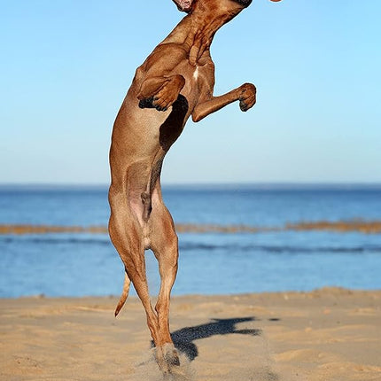 Snug Rubber Dog Balls for Small and Medium Dogs - Tennis Ball Size - Virtually Indestructible (3 Pack - Orange)