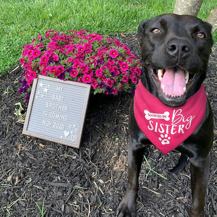 Big Sister Dog Bandana,Reversible Triangle Bibs Pet Scarf