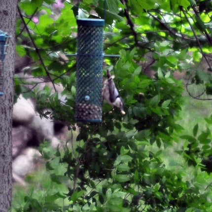 C&S Berry Flavored Nuggets, 6 Pack