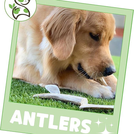 Nature Gnaws Antlers for Dogs (1Lb) - Mix of Elk and Deer Antler - Variety of Split and Whole Pieces - Long Lasting for Aggressive Chewers and Large Dogs (Packing May Vary)