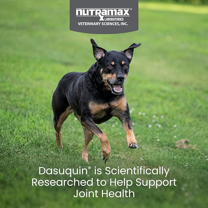 Nutramax Dasuquin for Small to Medium Dogs, Joint Health Supplement, Contains Glucosamine for Dogs, Plus Chondroitin, ASU and More, Supports Healthy Joints, Chewable Tablets, 84 Count