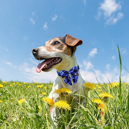 Dog Collar with Bow Tie, Cotton Dog Bowtie Collar for Puppy Girl Boy Dogs or Cat, Blue Bowtie Dogs Collars with Durable Metal Buckle, Holiday Plaid Puppy Collars,L