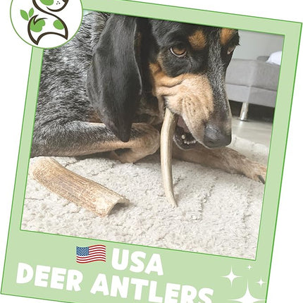 Nature Gnaws USA Deer Antlers for Dogs 4-7" (3 Count) - Mix of Split and Whole Pieces - Long Lasting for Small and Medium Breeds - Natural Dog Chew Bones