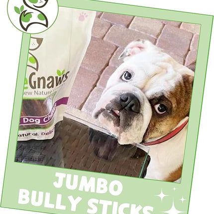Nature Gnaws Extra Large Bully Sticks for Dogs 5-6" (6 Count) - Thick Long Lasting for Aggressive Chewers and Heavy Chewers - Natural Beef Dog Chew Bones
