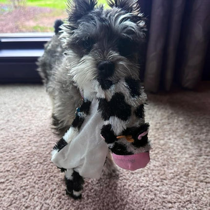 SPOT Skinneeez Crinklers Cow - Stuffing-Free Dog Toy with Crinkle & Squeaker Sounds, Durable for Moderate Chewers, Tug Toy for Small Dogs & Puppies, 14in