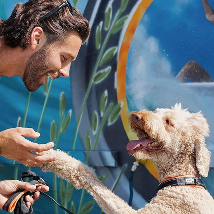 Black Rhino Dog Collar for Large Dogs - Adjustable Reflective Heavy Duty Dog Collars with Ultra-Soft Neoprene Padding - Weatherproof, Durable, and Comfortable for Active Dogs - Orange and Black