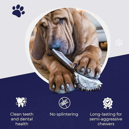 Devil Dog Pet Co. Split Elk Antlers for Dogs, Jumbo 8"+, 1 Pack, Grade A Long Lasting Chew for Aggressive Chewers, Premium USA Naturally Shed Antler – Healthy, No Odor, Durable Dog Chew