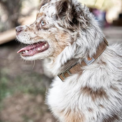 Carhartt Nylon Duck Dog Collar, Fully Adjustable Durable 2-Ply Cordura Nylon Canvas Collars for Dogs, Carhartt Brown, Medium