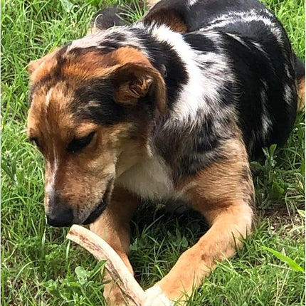 Antler Man Premium Deer Antler Pieces - Dog Chews - Sold by The Pound
