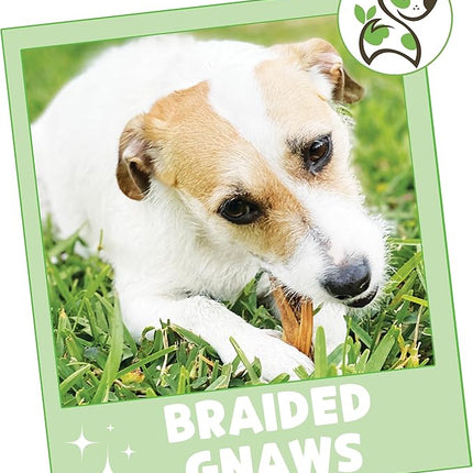 Nature Gnaws Braided Gnaws for Dogs 5-6" (3 Count) - Long Lasting for Small and Medium Dogs - Natural Beef Bully Stick Combo Braids - Rawhide Free