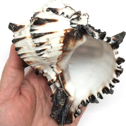 PEPPERLONELY 1 PC Black Murex Shells for Hermit Crab Shells, 5 Inch ~ 6 Inch
