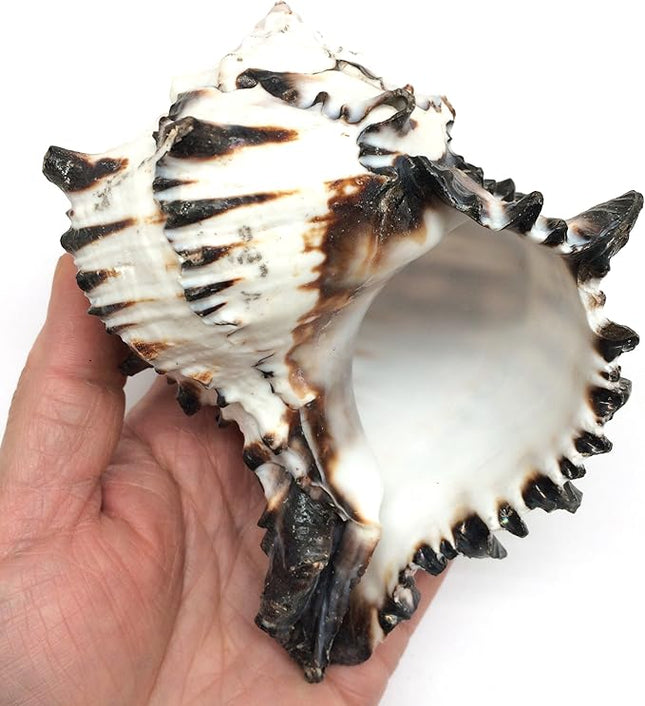 PEPPERLONELY 1 PC Black Murex Shells for Hermit Crab Shells, 5 Inch ~ 6 Inch