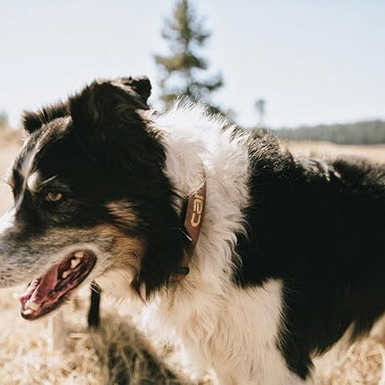 Carhartt Nylon Duck Dog Collar, Fully Adjustable Durable 2-Ply Cordura Nylon Canvas Collars for Dogs, Deep Wine, Medium