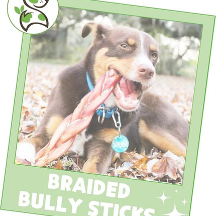 Nature Gnaws Braided Bully Sticks for Dogs 11-12" (5 Count) - Long Lasting for Aggressive Chewers and Large Dogs - Natural Beef Dog Chew Bones
