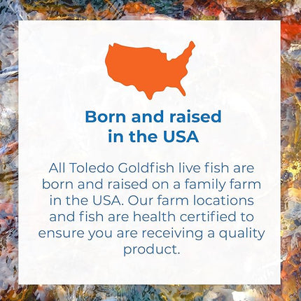 Toledo Goldfish Standard Fin Koi, Variety of Colors and Patterns - Beautiful Live Fish Perfect for Ponds, Tanks, and Aquariums - 8-10 Inches, 5 Count