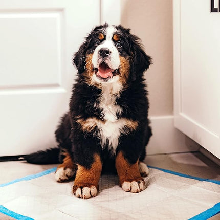 Four Paws Wee-Wee Superior Performance Unscented Pee Pads for Dogs & Puppies, Quilted Leak-Proof Dog Housebreaking Potty Training Floor Protection, 22" x 23", 7 Count