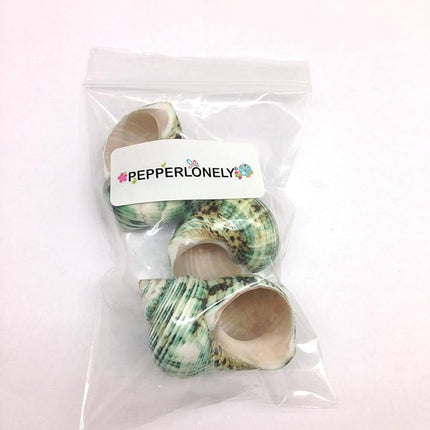 PEPPERLONELY 3 PC Natural Large Hermit Crab Shells, Green Turbo, 2 Inch ~ 2-1/2 Inch