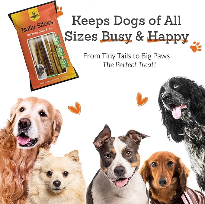 12 Inch Bully Sticks (Pack of 5) - 100% Beef, Odor Free Dog Chews for Aggressive Chewers - Long Lasting, Gluten-Free, Easy to Digest, High Protein - for Small, Medium, Large Dogs