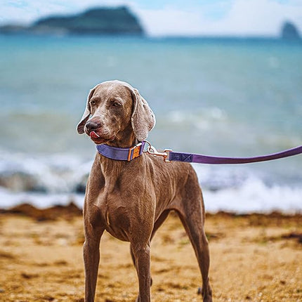 ARING PET Velvet Dog Collar and Leash Set, Soft Purple Dog Collar and Leash, Adjustable Collars for Dogs