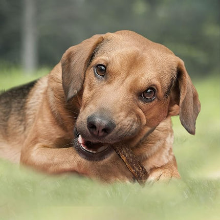 Cadet Slim Cut 100% Beef Strips Dog Treats - Long-Lasting, Healthy, & Natural Beef Esophagus Treats for Small & Large Dogs - Low Calorie & High Protein Dog Chews, Medium (2.8 oz.) (Pack of 4)