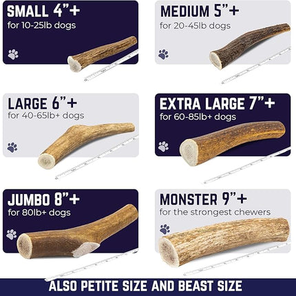 Devil Dog Pet Co. Elk Antlers for Dogs, Large 6"+, 1 Pack, Grade A Long Lasting Chew for Aggressive Chewers, Premium USA Naturally Shed Antler – Healthy, No Odor, Durable Dog Chew