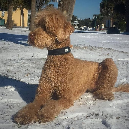 Black Rhino Dog Collars for Large Dogs - Adjustable Reflective Heavy Duty Dog Collar with Ultra-Soft Neoprene Padding - Weatherproof, Durable, and Comfortable - Ideal for Active Dogs - Black