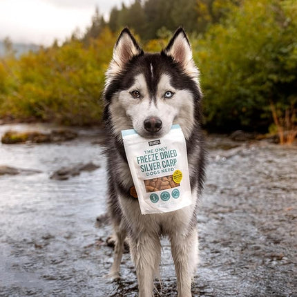Natural Rapport Freeze Dried Fish Dog Treats - The Only Freeze Dried Carp Dogs Need -Single Ingredient, All Natural Dog Treats for Small and Large Dogs (3.5 oz)