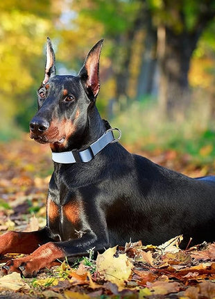 Roses&Poetry Reflective Dog Collar with Gradient Violet, Adjustable Durable Pet Collars for Small Medium Large Dogs (Violet-XS)