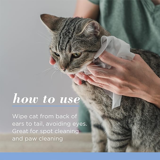 Burt's Bees for Pets Kitten Wipes with Buttermilk - Pet Wipes for Cats Waterless Bathing & Cleaning, Kitten Essentials, Gentle Cat Grooming Wipe for Face, Paws & Butt, 50 Count - 6 Pack