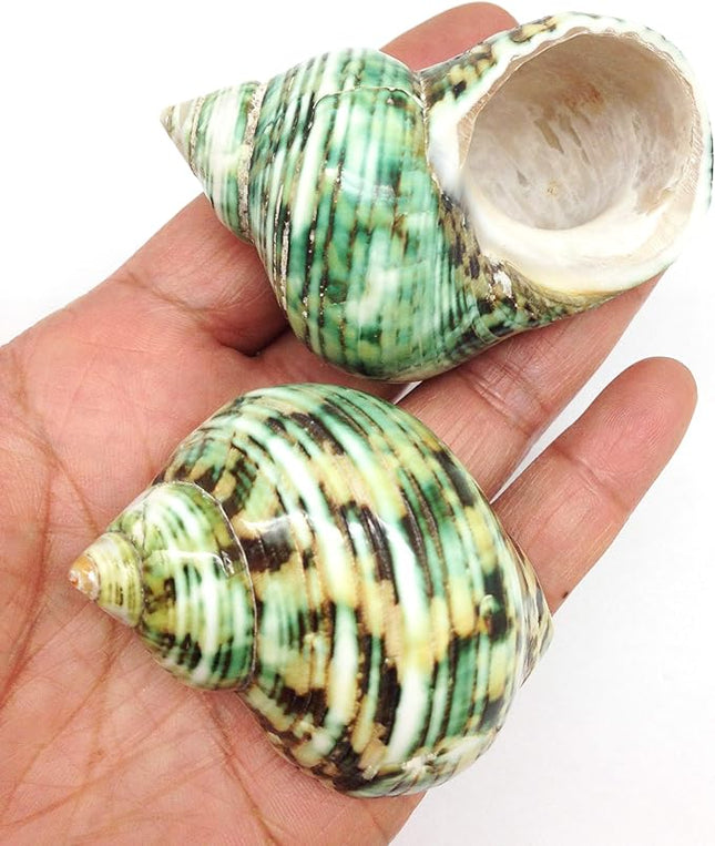 PEPPERLONELY 3 PC Natural Large Hermit Crab Shells, Green Turbo, 2 Inch ~ 2-1/2 Inch