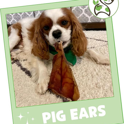 Nature Gnaws Pig Ears for Dogs (8 Count) - Thick Long Lasting for Aggressive Chewers and Large Dogs - Natural Pork Dog Chew Bones - Rawhide Free