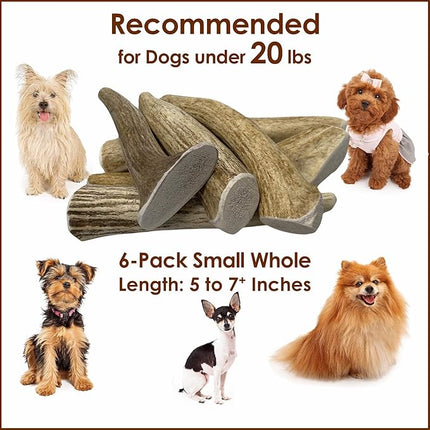 6-Pack Small Whole Elk Antler Dog Chews (5 to 7+ in) – Long Lasting Natural Dog Chew Bones for Small Dogs Under 20 lbs, Aggressive Chewers, Teeth Cleaning, No Rawhide