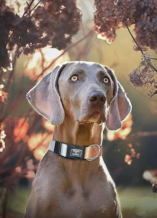 Roses&Poetry Reflective Dog Collar with Gradient Azure, Adjustable Durable Pet Collars for Small Medium Large Dogs (Azure-L)