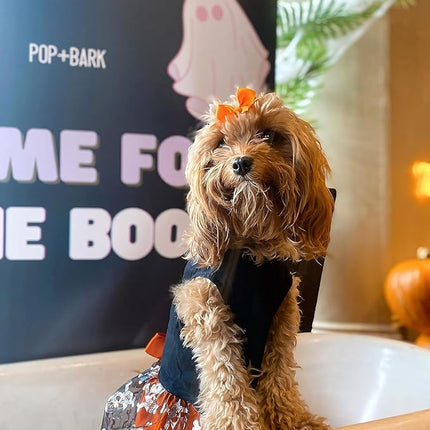 Fitwarm Hocus Pocus Y'all Funny Dog Halloween Tulle Dress, Holiday Dog Clothes for Small Dogs Girl, Funny Pirate Skull Pet Costume, Witch Cat Outfit, Orange, Black, XS