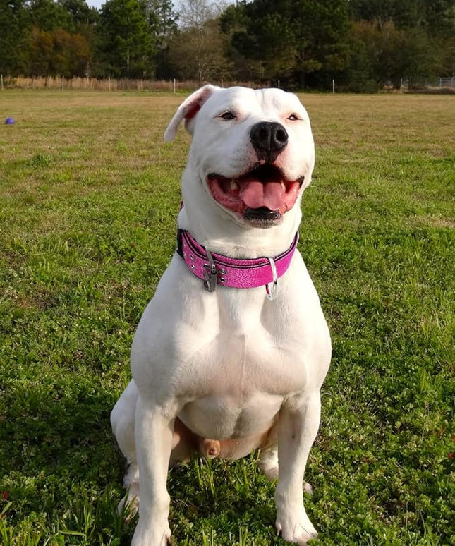 Dog Collar for Large Dogs - 2 in Hot Pink Collars with Handle for Extra Large Breed, Heavy Duty K9 Nylon Pet Tactical Collar XL, Best Choice for Pitbull German Shepherd Doberman Rottweiler 22"-27"