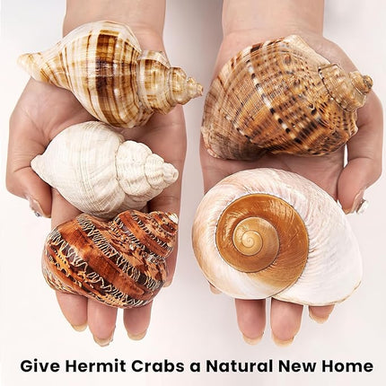 5PCS Large Hermit Crab Shells | Natural Sea Conch Size 2.8" - 3.9", Opening Size 1.5" - 2.5" | Turbo Seashells for Hermit Crab Supplies and Beach Decoration Large Sea Shell