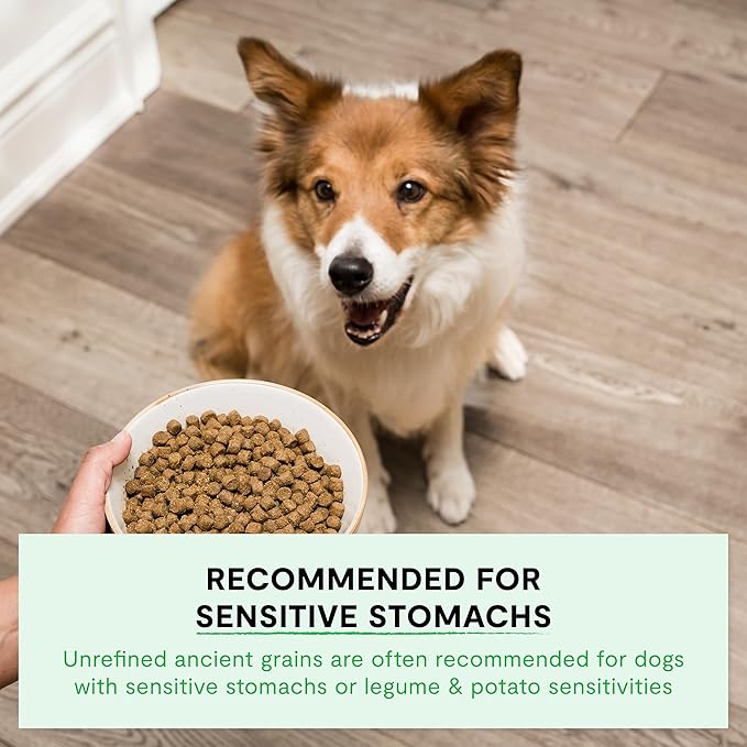 Open Farm Catch-of-The-Season Whitefish & Ancient Grains Dry Dog Food, Wild-Caught Whitefish Recipe with Wholesome Grains and No Artificial Flavors or Preservatives, 11 lbs