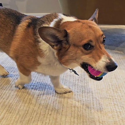 SPOT Sensory Ball for Soft Chewers - Stimulates All 5 Senses, Bell & Squeaker Sounds, Raised Nubs Clean Teeth, High Contrast Fetch Toy, Beef Scented, Durable TPR Rubber Ball, 2.5-inch